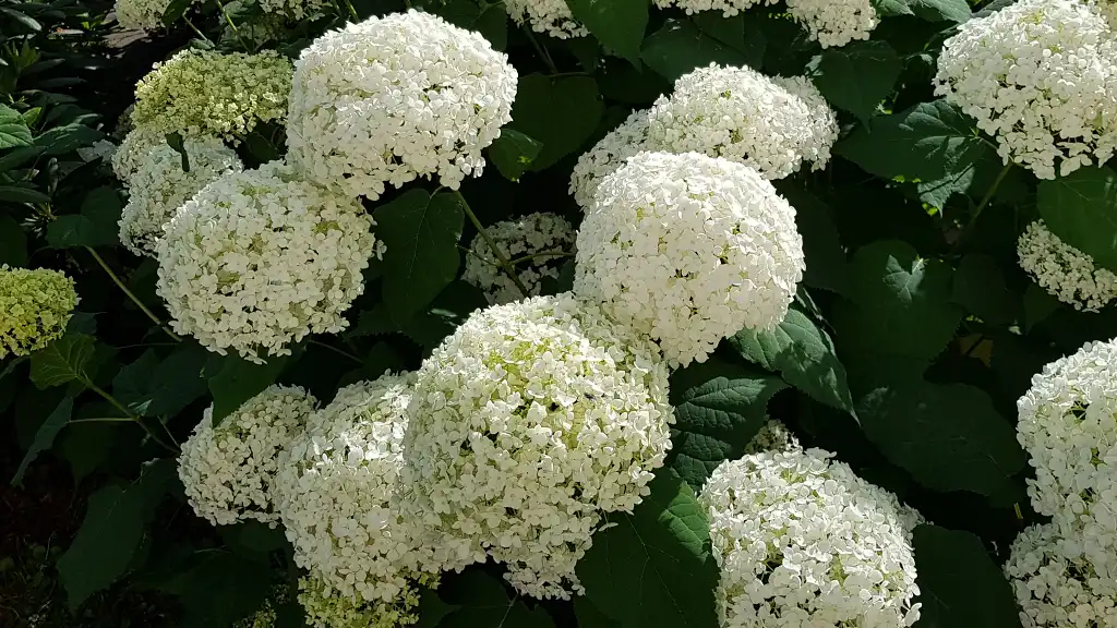 Hydrangea arborescens