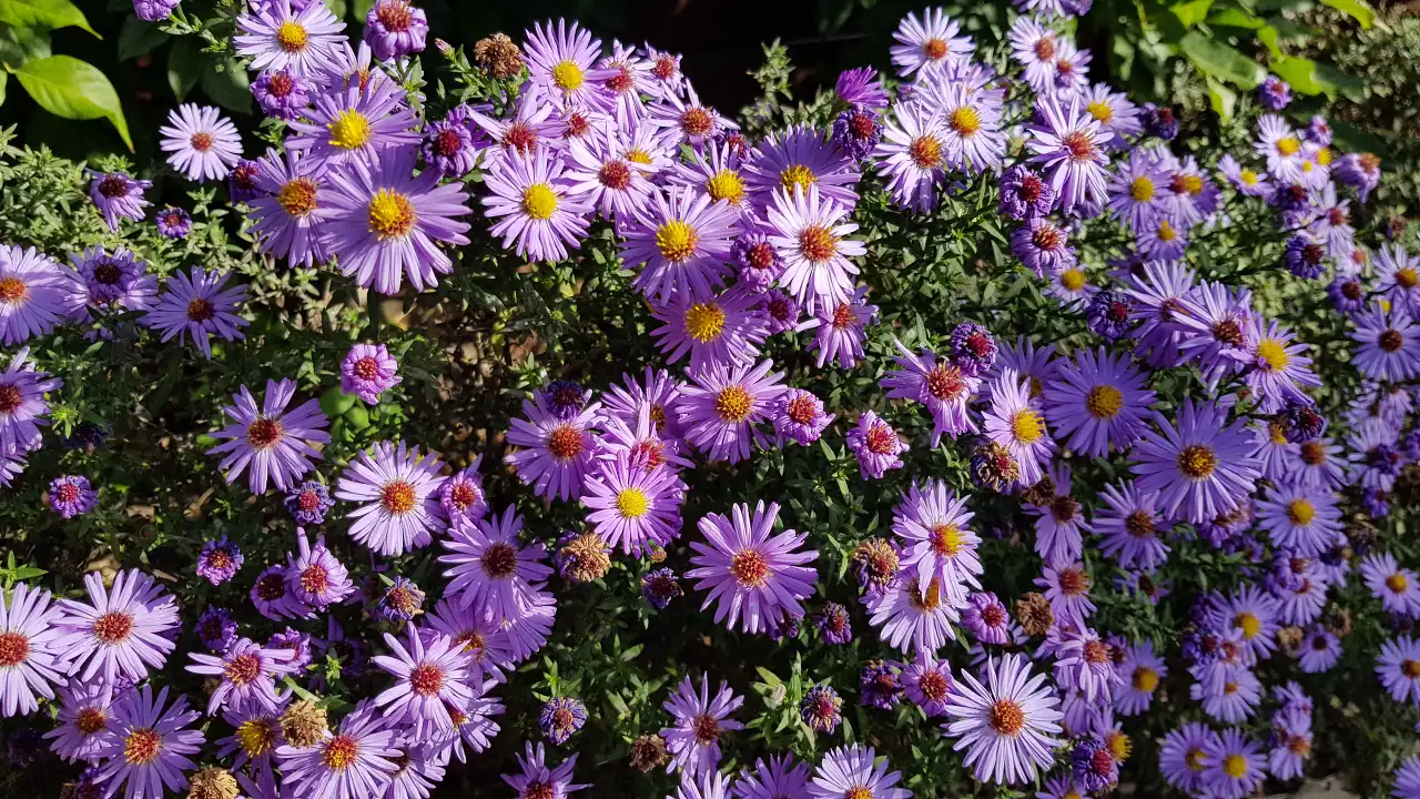 Perennial Asters: The Autumn Blooming Stars of the Garden