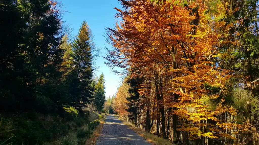 Autumn in Nature: The Captivating Palette of Colors and Light