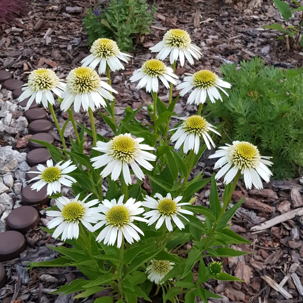 Echinacea – A Garden Treasure and Natural Remedy: Cultivation, Care, and Health Benefits