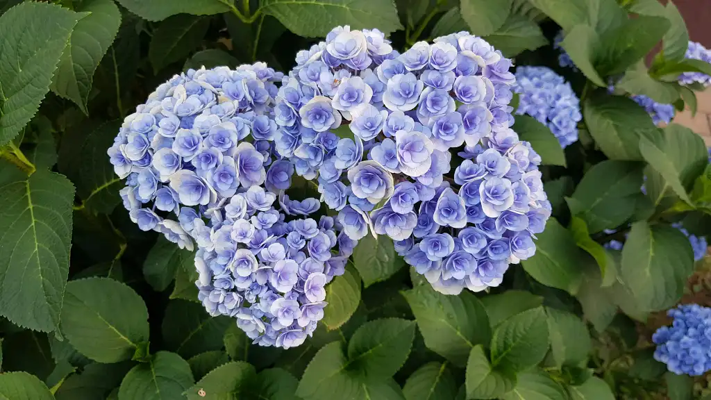 Hydrangeas: The Color-Changing Beauties and Endless Palette Inspiration