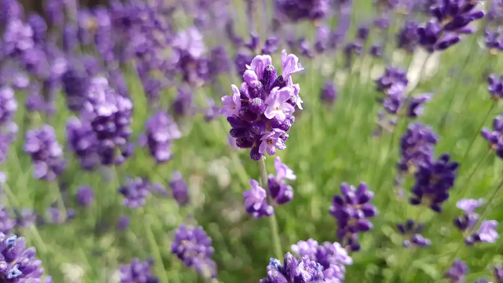 Lavender: The Timeless Beauty of Calming Colors and Aromas